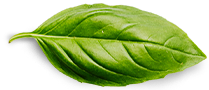 Healthy Leaf